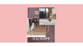 Потеряла паспорт, потом нашла: что делать в Милабель
